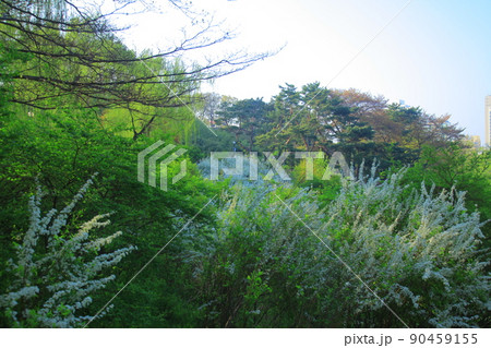 古木 指名花 ヤマブキ 90459155