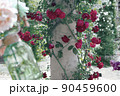 バラ 90459600
