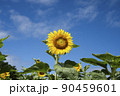 青空の中のひまわり 90459601