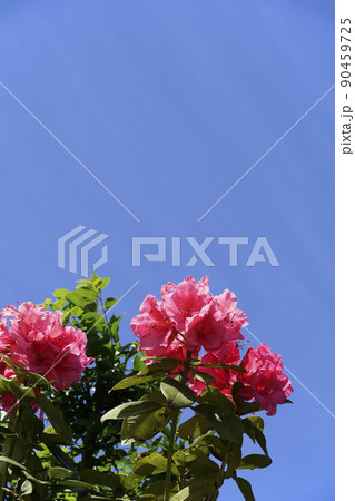 春の日の青空に映える赤いシャクナゲの花 春の日の青空に映える赤いシャクナゲの花 90459725