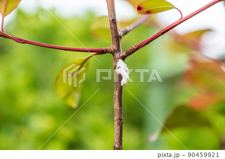 ヒモワタカイガラムシ 90459921