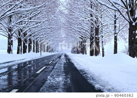 雪景色のメタセコイヤ並木 90460362