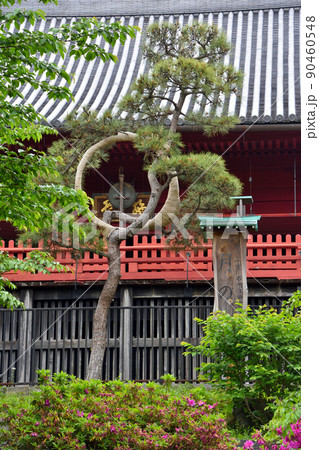 寛永寺清水観音堂の『月の松』 寛永寺清水観音堂の『月の松』 90460548