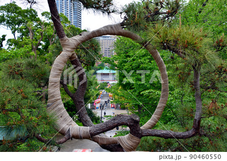 寛永寺清水観音堂の『月の松』 寛永寺清水観音堂の『月の松』 90460550