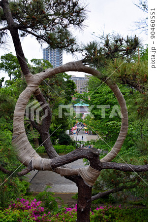 寛永寺清水観音堂の『月の松』 寛永寺清水観音堂の『月の松』 90460551