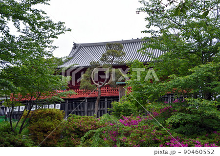 寛永寺清水観音堂の『月の松』 90460552