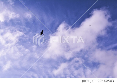 五月空に飛ぶツバメ 五月空に飛ぶツバメ 90460583