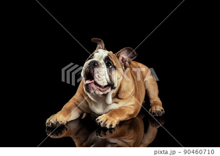Studio shot of sand color dog, bulldog isolated over black studio background. Concept of motion, beauty, fashion, breeds, pets love, animal Studio shot of sand color dog, bulldog isolated over black studio background. Concept of motion, beauty, fashion, breeds, pets love, animal 90460710