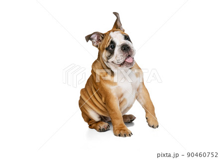 Cute purebred dog, bulldog posing isolated on white studio background. Concept of animal, breed, vet, health and care Cute purebred dog, bulldog posing isolated on white studio background. Concept of animal, breed, vet, health and care 90460752