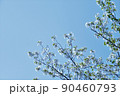 山桜 90460793