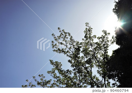 山桜 山桜 90460794