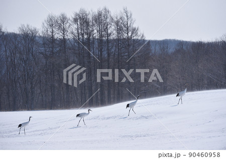 給餌場に集まったタンチョウの群れ（北海道・鶴居） 90460958
