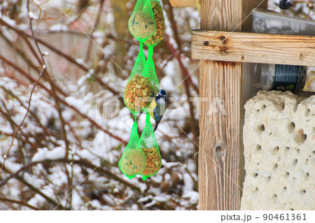 Eurasian blue tit Cyanistes caeruleus hanging on bird food ball with different seeds in net and eating in winter time Eurasian blue tit Cyanistes caeruleus hanging on bird food ball with different seeds in net and eating in winter time 90461361