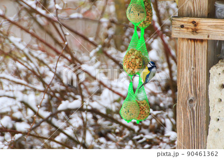 Eurasian blue tit Cyanistes caeruleus hanging on bird food ball with different seeds in net and eating in winter time Eurasian blue tit Cyanistes caeruleus hanging on bird food ball with different seeds in net and eating in winter time 90461362