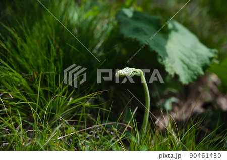 わらび わらび 90461430