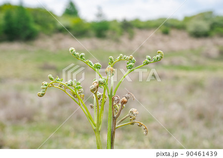 わらび 高ボッチ高原 わらび 高ボッチ高原 90461439