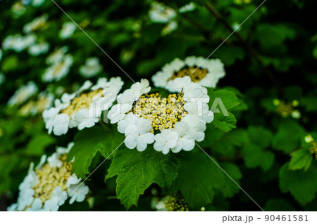 Close up shot of flowers with white petals and yellow blossum 90461581