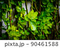 Plants against a wall with large green leaves 90461588