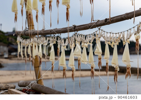 海岸沿いに干してあるイカの一夜干し 海岸沿いに干してあるイカの一夜干し 90461603