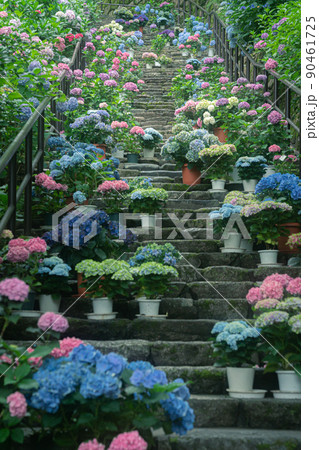 奈良県桜井市長谷寺のアジサイを撮影 90461725