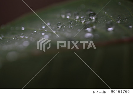 葉に乗った水滴 葉に乗った水滴 90461766