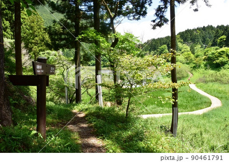 箱根町　お玉ヶ池道しるべと散策路と新緑 90461791