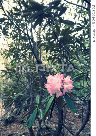 シャクナゲ 90461852