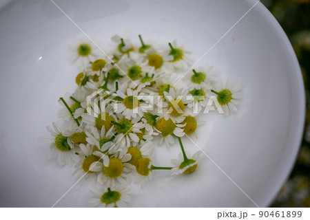 お皿に摘み取ったジャーマンカモミールの花 お皿に摘み取ったジャーマンカモミールの花 90461899