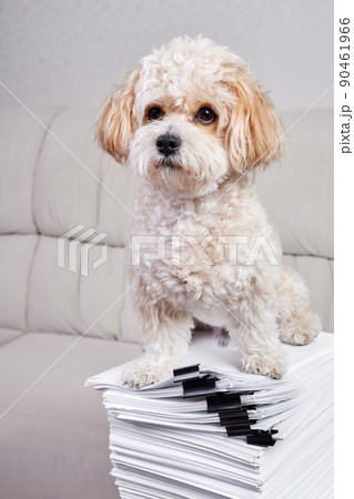 Maltipoo Puppy sits on a stack of office papers fastened with black binders 90461966