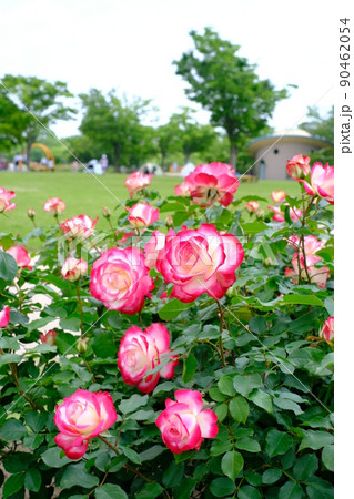 公園の薔薇 公園の薔薇 90462054