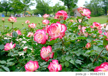公園の薔薇 90462055