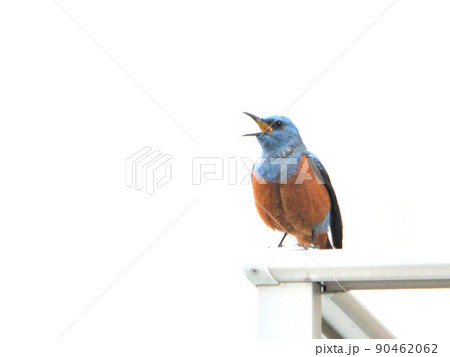 イソヒヨドリの全身像 イソヒヨドリの全身像 90462062