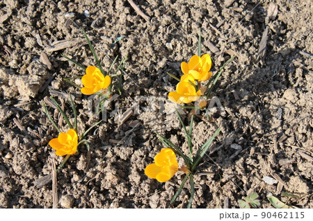 Crocus 'Royal De Ree', early spring in gardens of Zagreb, Croatia 90462115