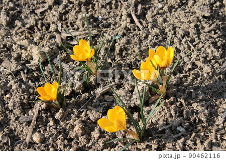 Crocus 'Royal De Ree', early spring in gardens of Zagreb, Croatia 90462116