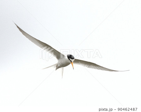 飛翔するコアジサシ 90462487