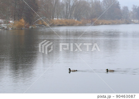 pair of mallards on the water in a swamp in winter time 90463087