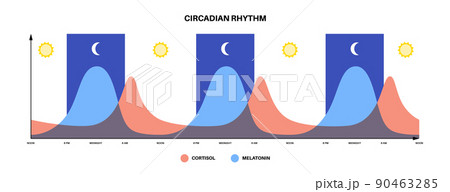 Sleep wake cycle Sleep wake cycle 90463285
