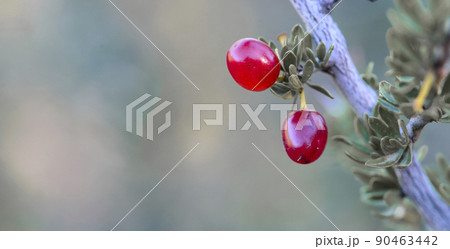 Small red wild fruits in the Pampas forest, Patagonia, Argentina 90463442