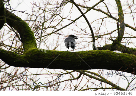 Black Crow sitting on a tree branch while holding walnut nut in open beak during autumn season 90463546