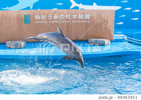 水族館の風景　ジャンプするイルカと水しぶき　仙台うみの杜水族館（宮城県仙台市） 90463951