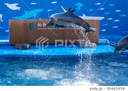 水族館の風景 ジャンプするイルカと水しぶき 仙台うみの杜水族館(宮城県仙台市) 水族館の風景 ジャンプするイルカと水しぶき 仙台うみの杜水族館(宮城県仙台市) 90463956
