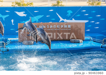 水族館の風景　ジャンプするイルカと水しぶき　仙台うみの杜水族館（宮城県仙台市） 90463960