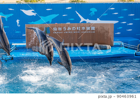 水族館の風景　ジャンプするイルカと水しぶき　仙台うみの杜水族館（宮城県仙台市） 90463961