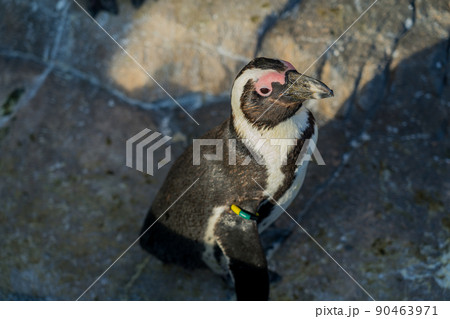 ペンギン　仙台うみの杜水族館（宮城県仙台市） 90463971