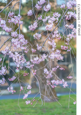 満開の桜と芝生 東北大学片平キャンパス(宮城県仙台市) 満開の桜と芝生 東北大学片平キャンパス(宮城県仙台市) 90463973