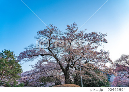満開の桜と青空 東北大学片平キャンパス(宮城県仙台市) 満開の桜と青空 東北大学片平キャンパス(宮城県仙台市) 90463994