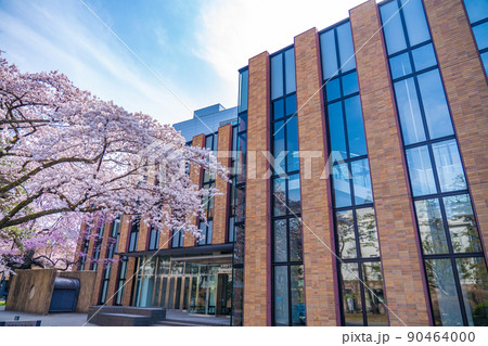 満開の桜と青空　東北大学片平キャンパスさくらホール（宮城県仙台市） 90464000