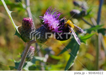 アザミの花の蜜を集めるクマバチ アザミの花の蜜を集めるクマバチ 90464022