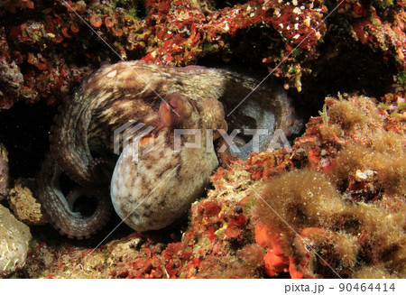 Wild octopus in Mediterranean Sea Wild octopus in Mediterranean Sea 90464414