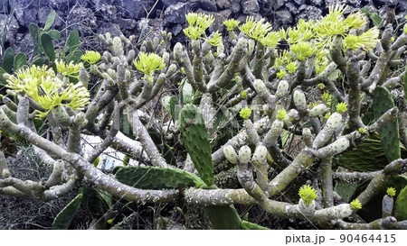 Opuntia stricta - Prickly pear cactus Opuntia stricta - Prickly pear cactus 90464415